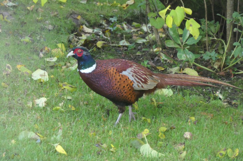 Our local pheasant
