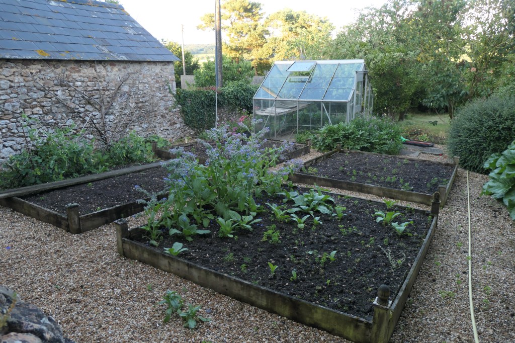 Our kitchen garden when we moved in - mangetout, borage and weeds!