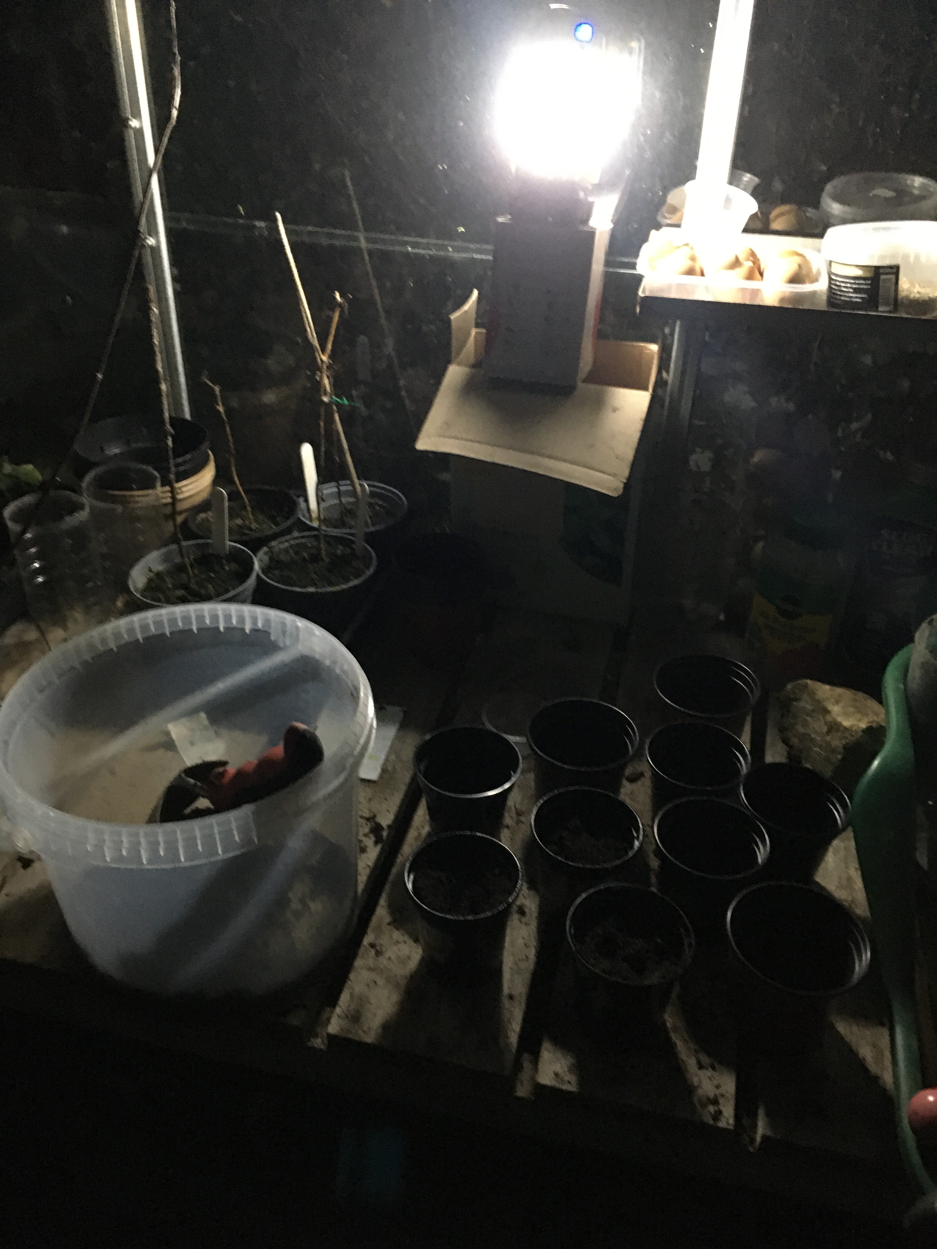 Planting seeds with a torch at night-time