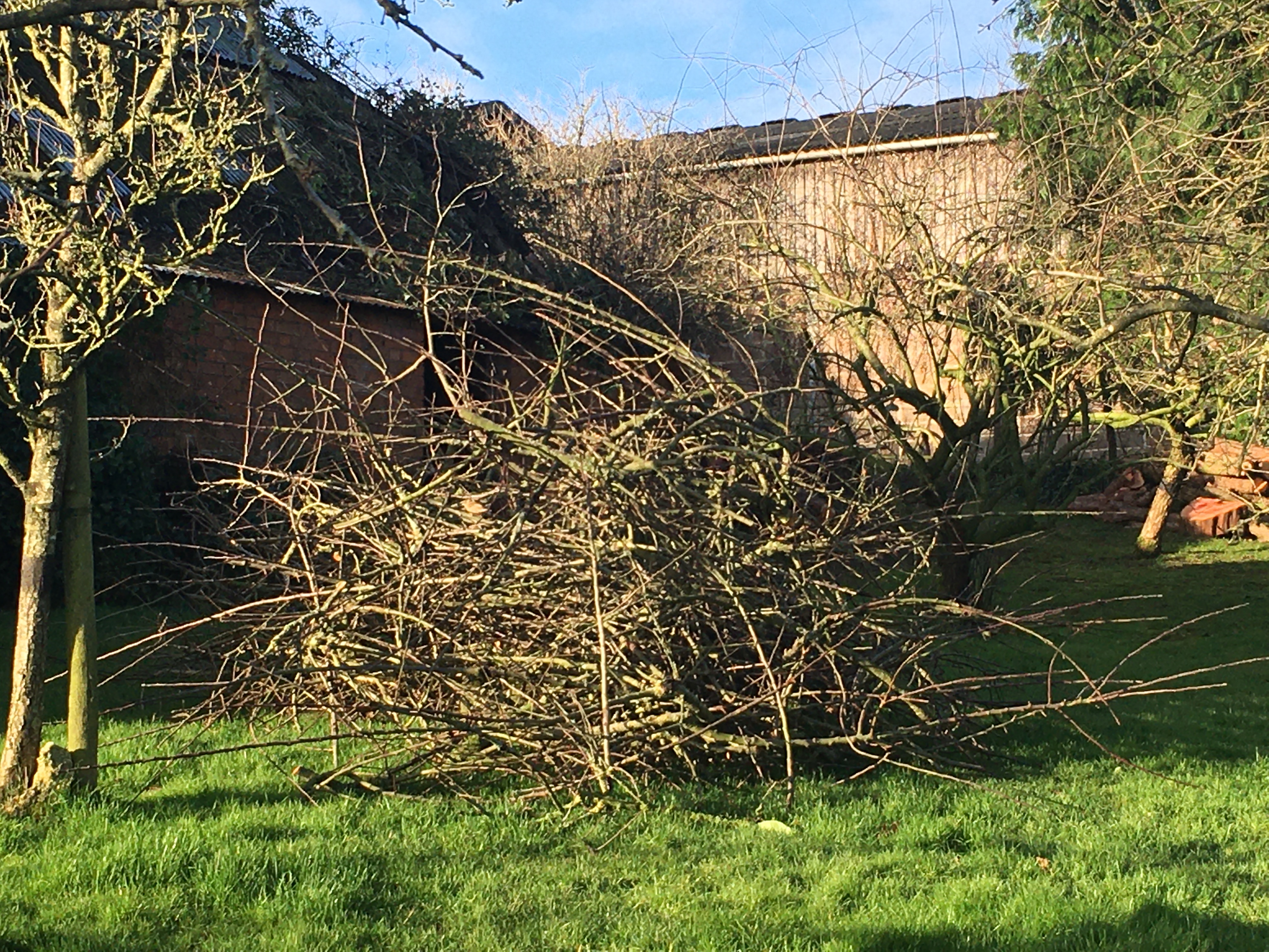 Pile of wood to cut into firewood
