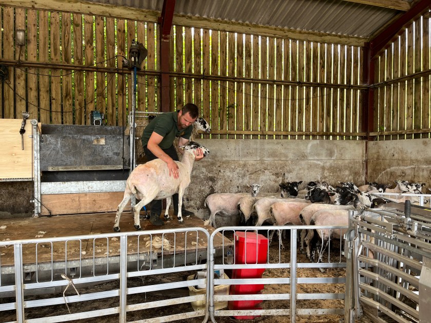 Sheep shearing in action